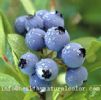 Blueberry Powder,Elderberry Powder,Black Currant Powder